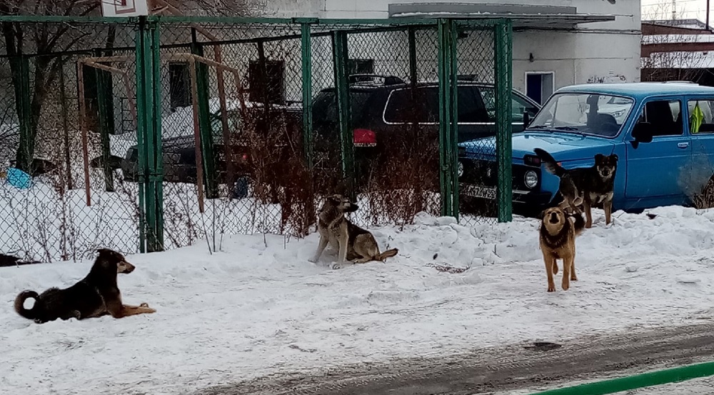 «Будет направлена бригада для отлова»: омичка пожаловалась на стаю бездомных собак, которые терроризируют Ленинский округ