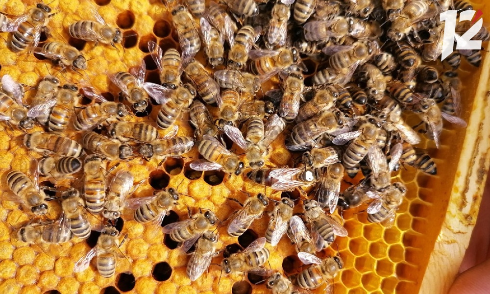 Специалисты омского Россельхознадзора обнаружили пасеки в жилых домах 