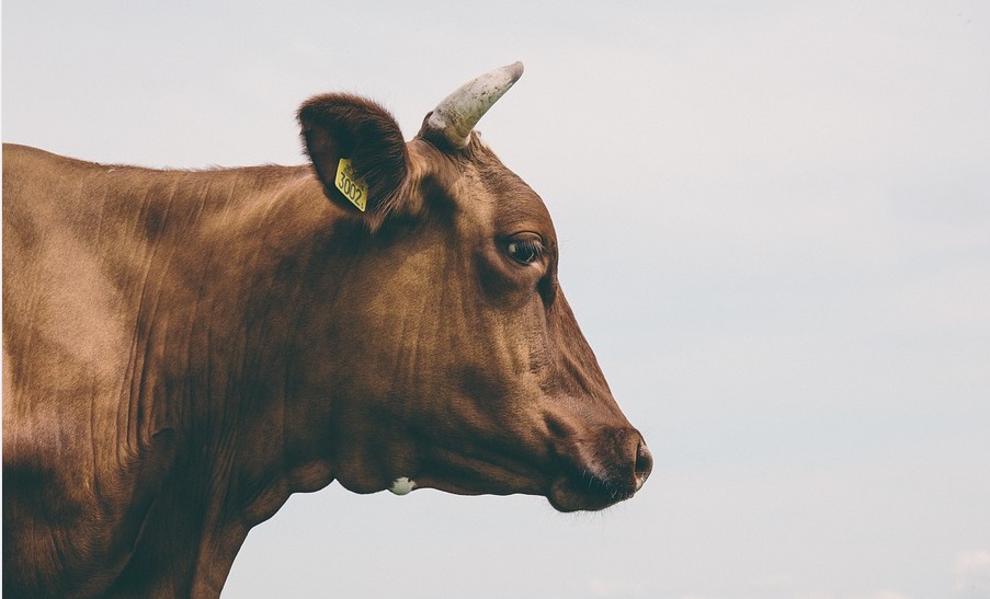 Житель Омской области застрелил чужую корову из ружья, которого у него официально нет