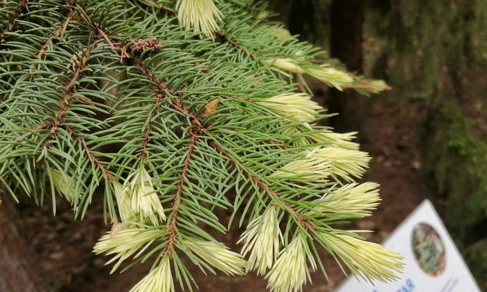 Омичей приглашают оценить красоту золотистой ели