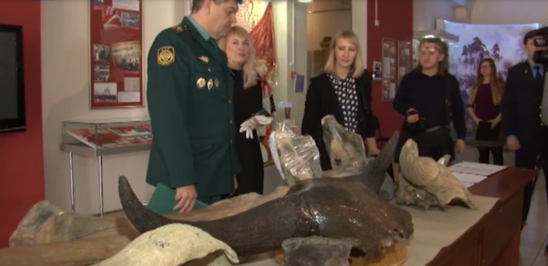 Омского мамонта Фёдора, которого пытались контрабандой вывезти за границу, покажут в музее