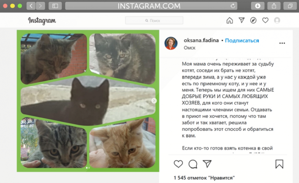Пять минут потребовалось экс-мэру Омска Оксане Фадиной, чтобы пристроить пятерых котят 