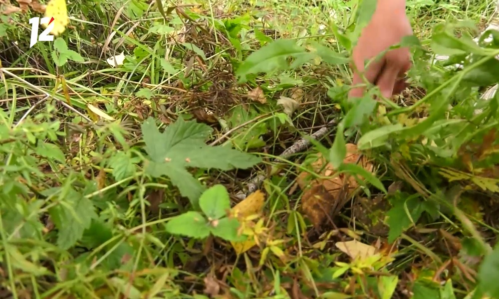 Омичи рассказали, где собирают грибы