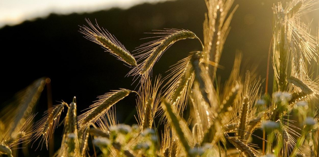 Минсельхоз признал, что «Зерно Сибири» работает не в тех объёмах, в которых хотелось бы, но цели правильные