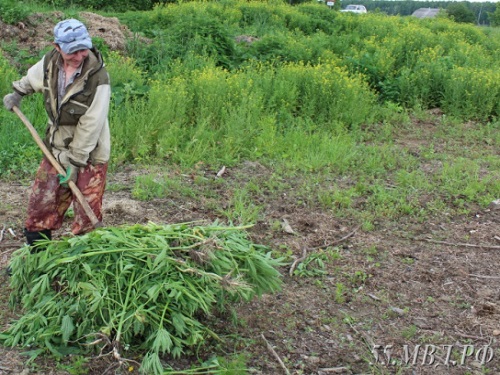 В Омской области выкосили 4 тысячи кв. м конопли