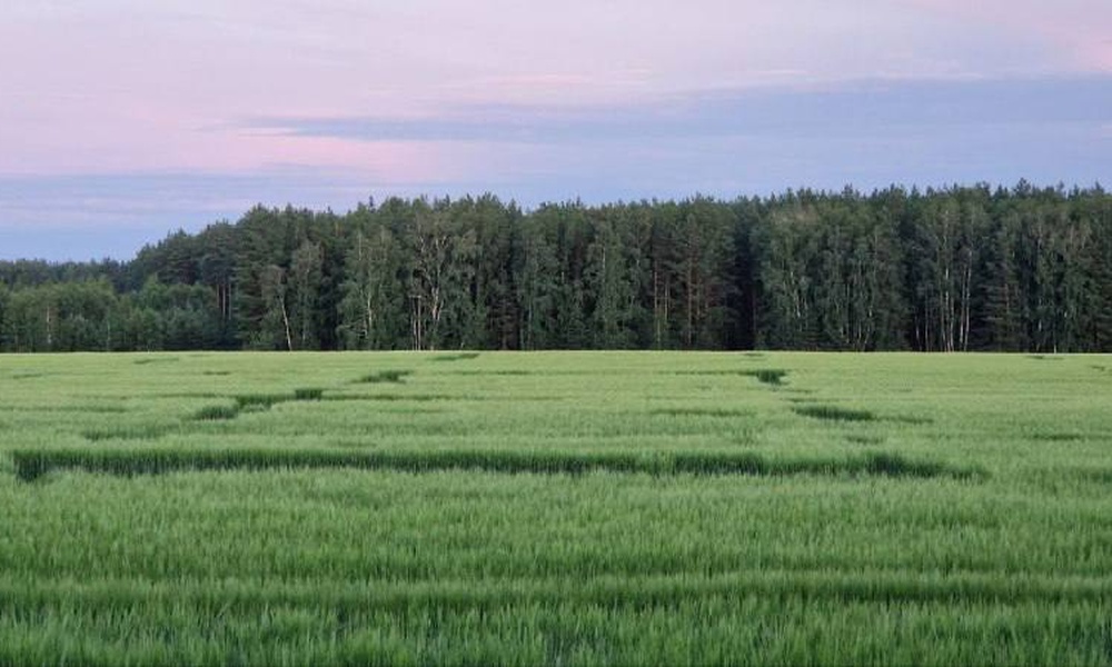 На полях в Большереченском районе образовались неестественно ровные круги и квадраты