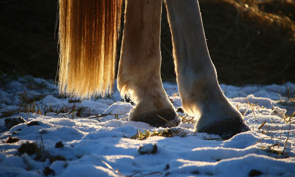 В омской деревне 8-летнего мальчика ударила лошадь