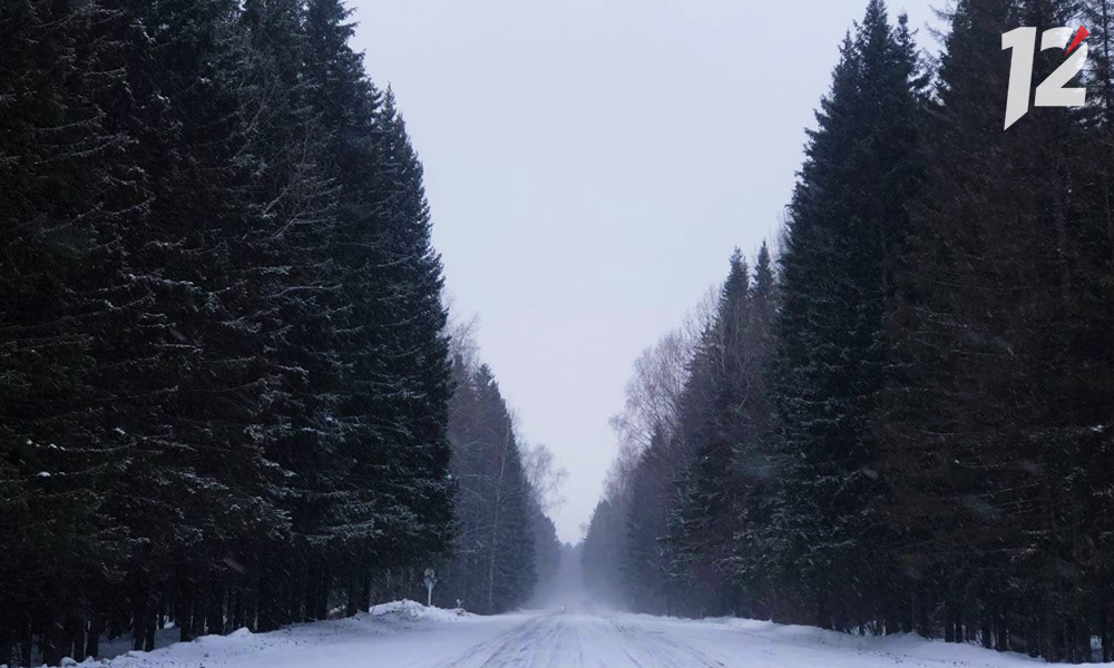 Омичам рассказали, когда стартует сезон охоты на медведя