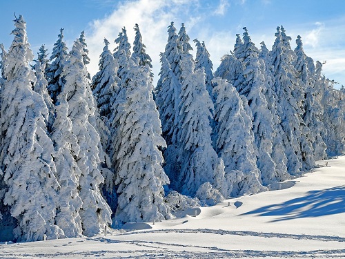 Омская область в этом году получит более 85 млн рублей на сохранение лесов