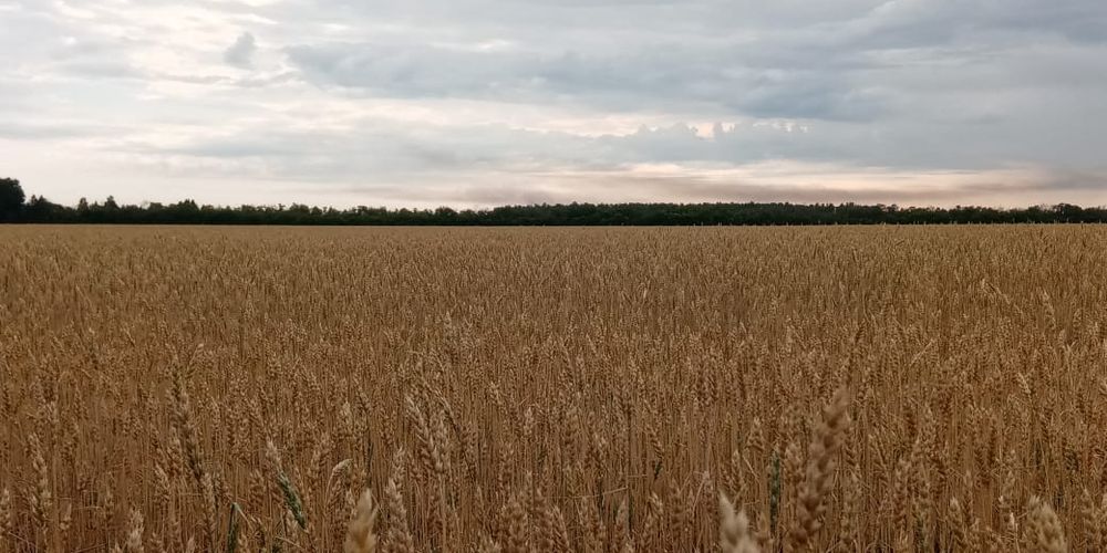 В Омской области зарегистрировано более 300 случаев высокого риска в сфере обращения с агрохимикатами