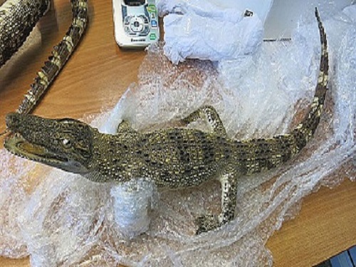На омской таможне конфисковали кастеты и чучела крокодилов