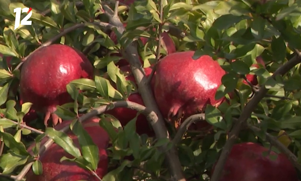 В Омскую область ввезли заражённый вредителем гранат