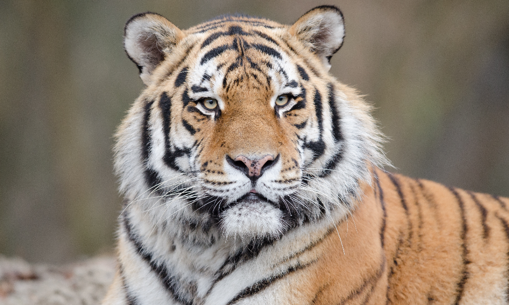 В Приморском крае убили и расчленили краснокнижного тигра