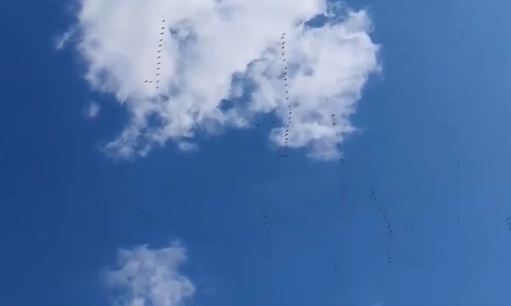 В Павлоградском районе заметили гусей