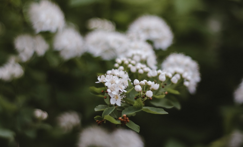 В омском сквере Героев-авиаторов высадили 45 саженцев черёмухи