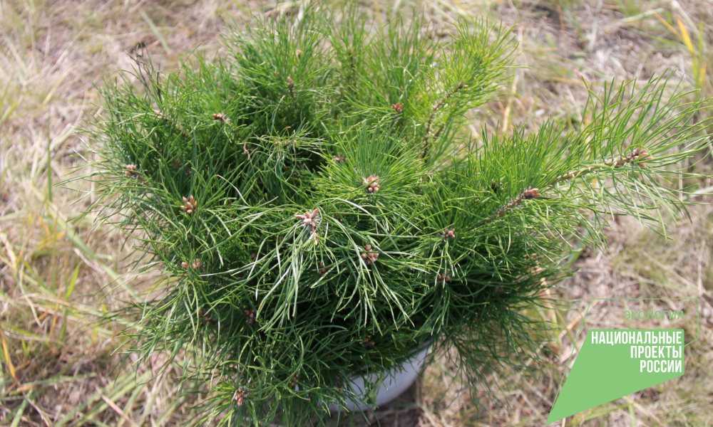 В Омской области появятся тысячи новых сосен, елей и берёз 