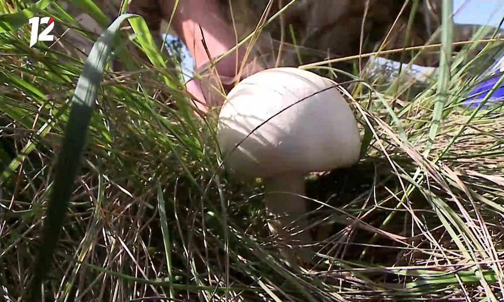 Омские грибники делятся кадрами трофеев в социальных сетях