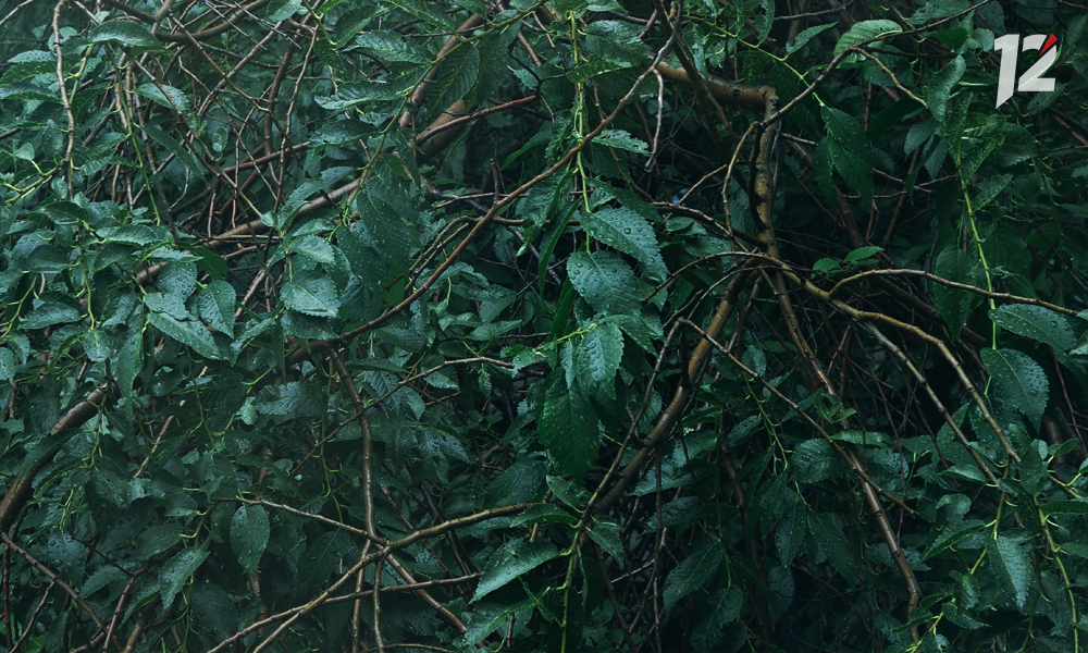 Омск украсила новая аллея в японском стиле