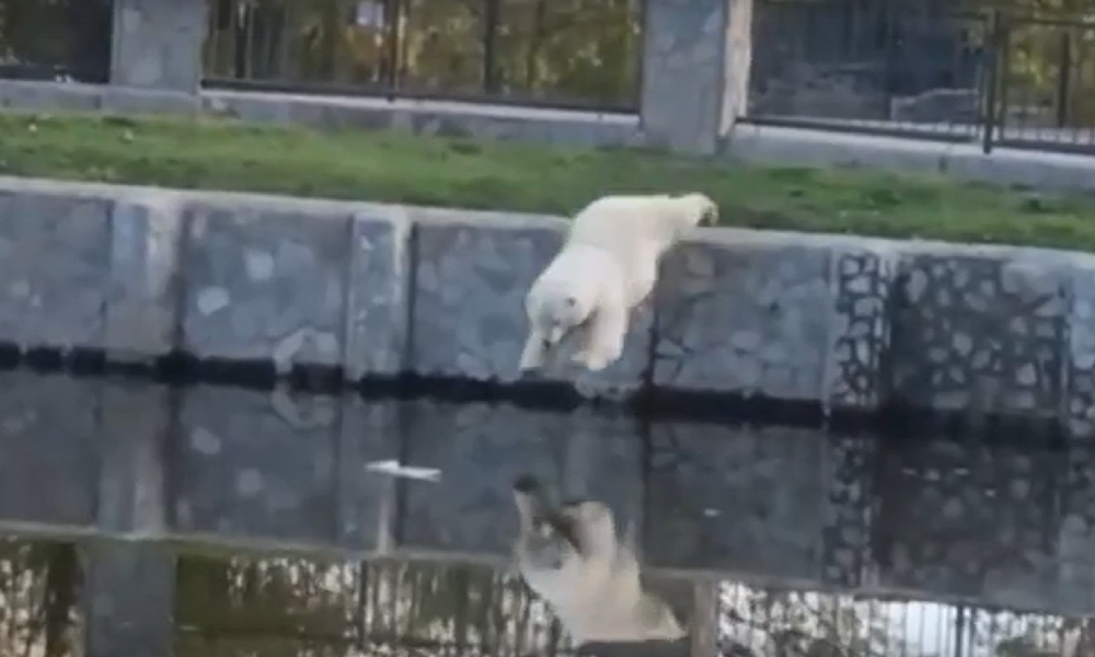 Белая медведица Думка продемонстрировала безупречный прыжок в воду с бортика своего бассейна