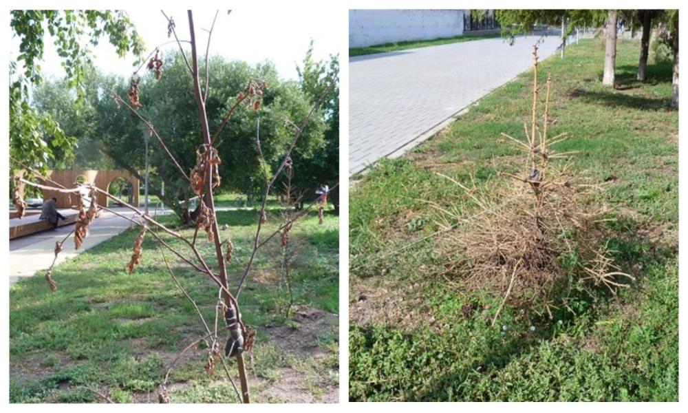 Засохшие деревья у Музыкального театра заменят, другие недочёты устранят