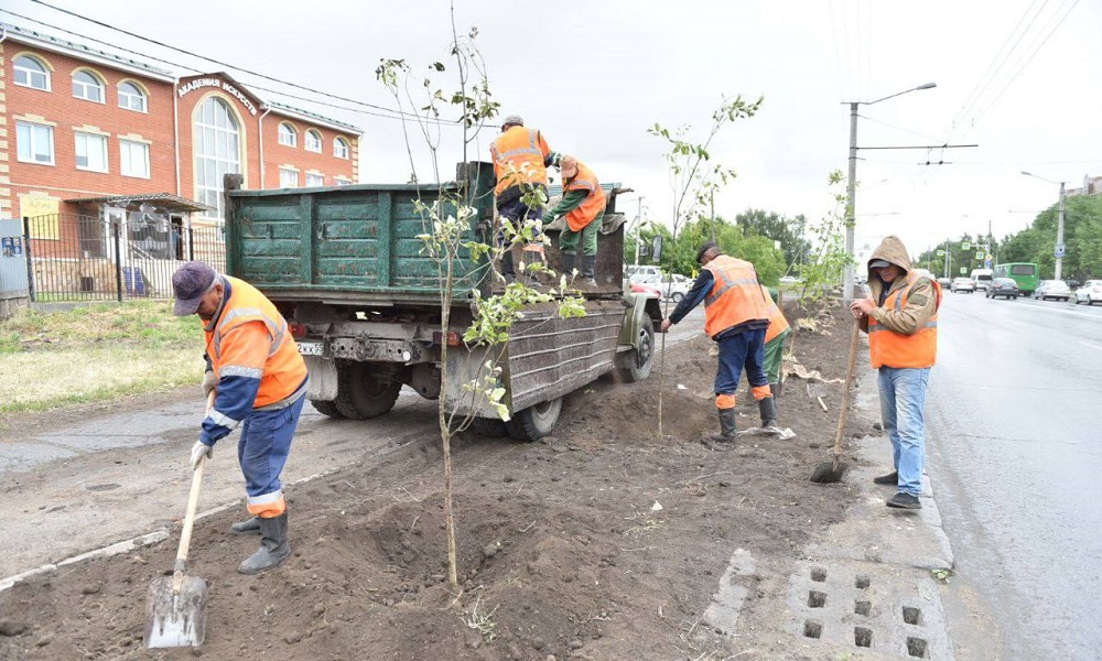 В Омске на улице Кирова высадили 35 ясеней