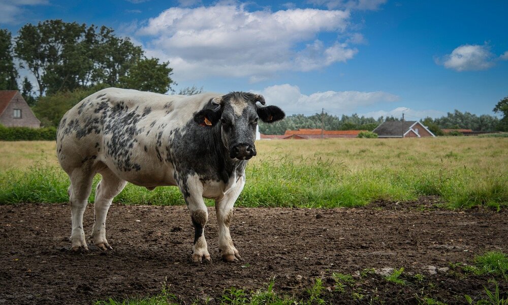 Новый случай бешенства зафиксировали в Саргатском районе 