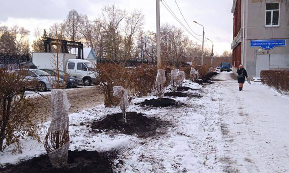 В Омске на улице Интернациональной высадили новые лиственницы