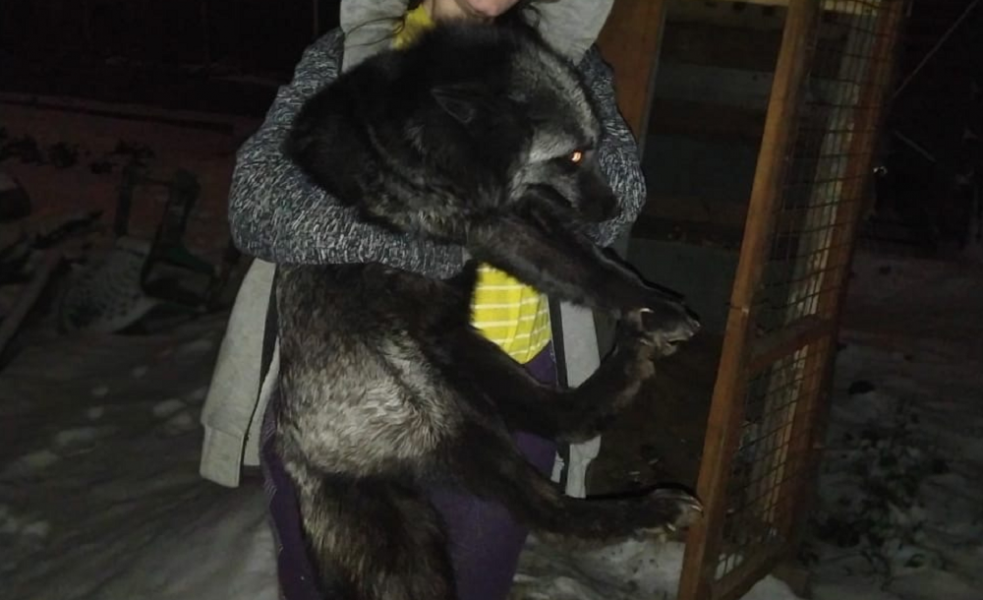 В Екатеринбурге от хозяев сбежал домашний лис, которого привезли из Омска