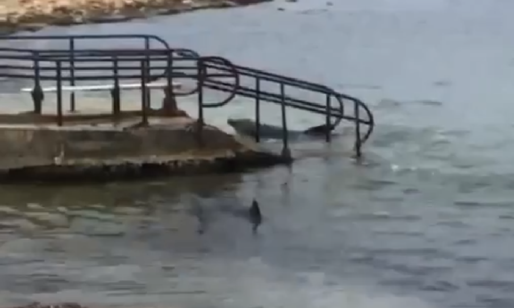 В Севастополе владелец дельфинария выбросил четырёх дельфинов в море на верную смерть