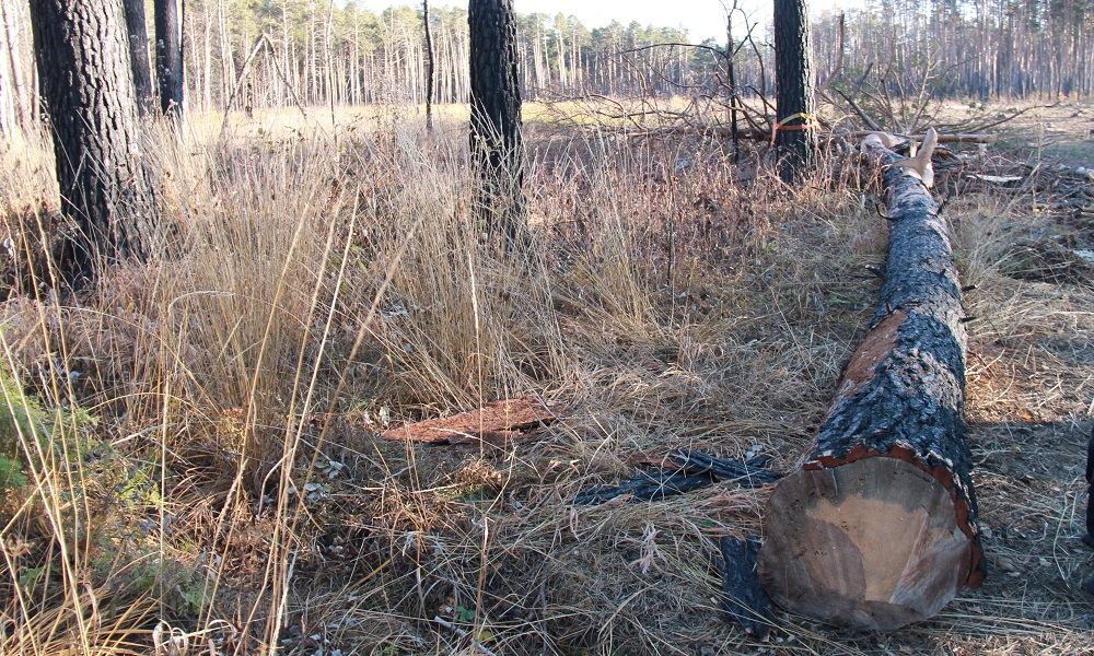 На месте сгоревшего леса в Красноярке высадят больше 31 тысячи сосен