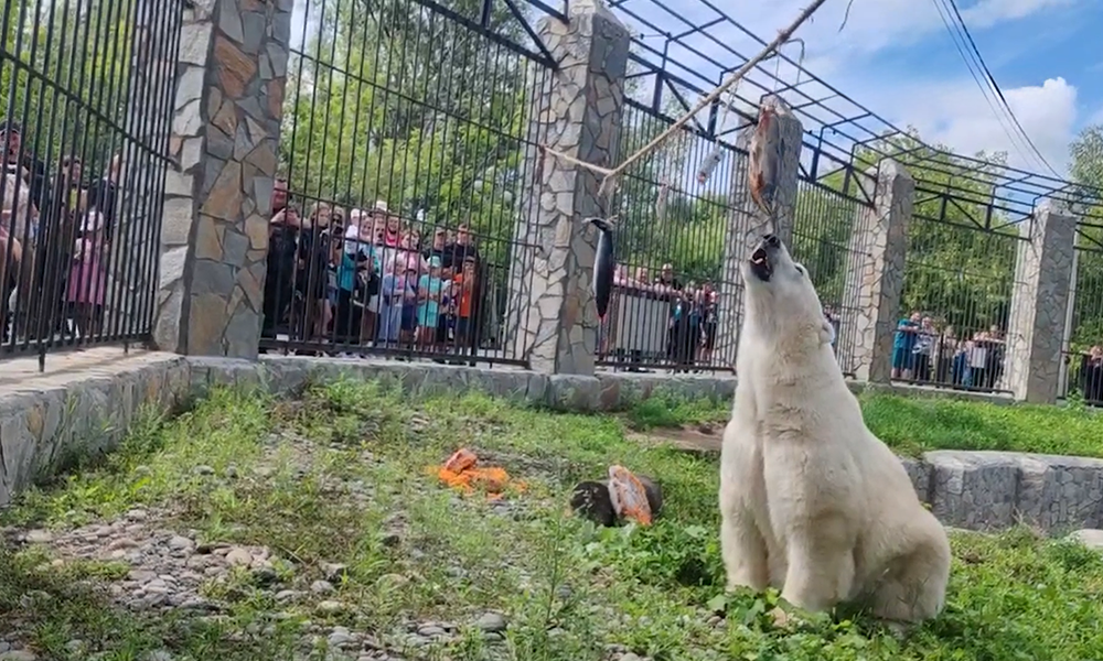 В Большереченском зоопарке показали трапезу белой медведицы