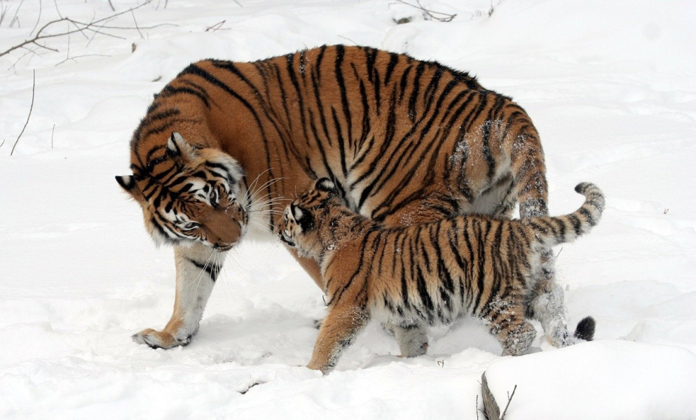 Тигрята из Омской области ищут новый дом