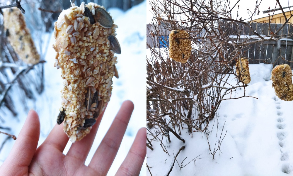 Омские школьники смастерили съедобные кормушки [РЕЦЕПТ]