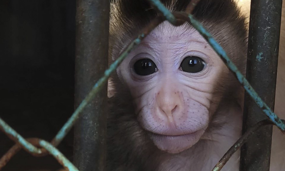В Большереченском зоопарке случилось пополнение в семействе яванских макак