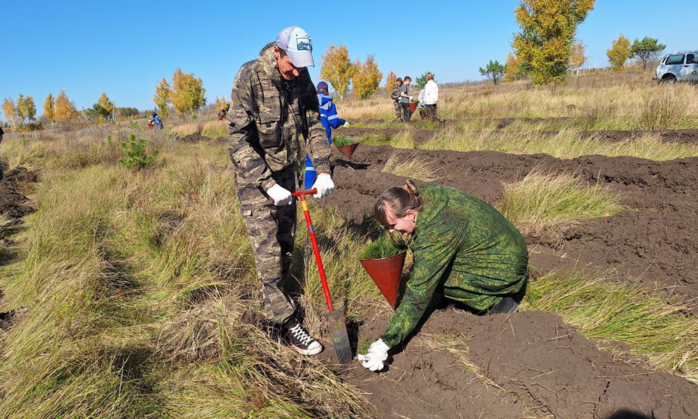 В Черлакском районе высадили 400 сосен в рамках акции «Сохраним лес»