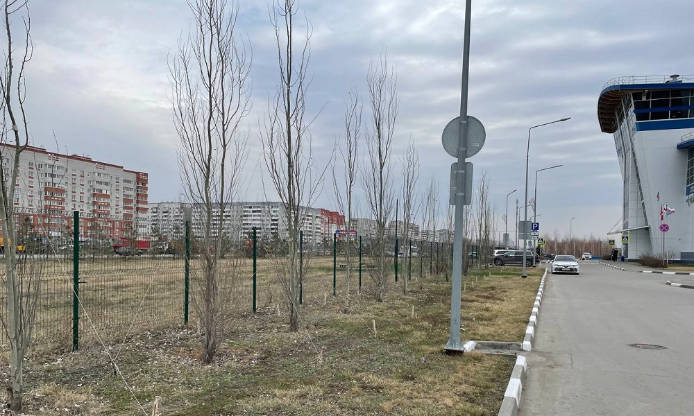 Более 200 деревьев, перемещённых при строительстве ФОКа на Конева, успешно прижились