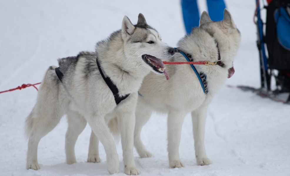 Сергей Васильев завоевал награды на всероссийских соревнованиях по ездовому спорту в Тюмени