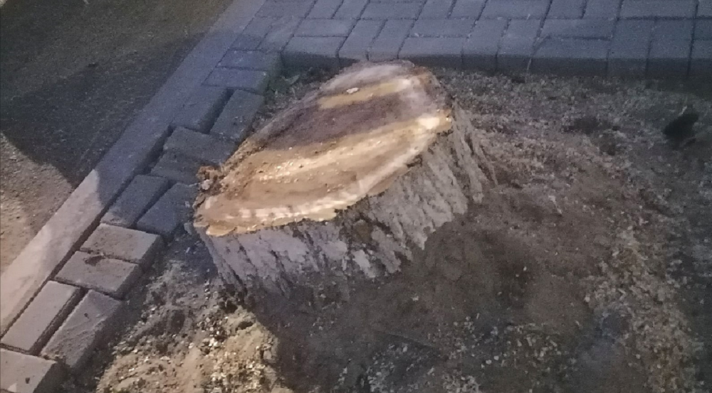  «Лысым» этот участок не останется»: в омской мэрии прокомментировали вырубку аварийных тополей на улице Партизанской 