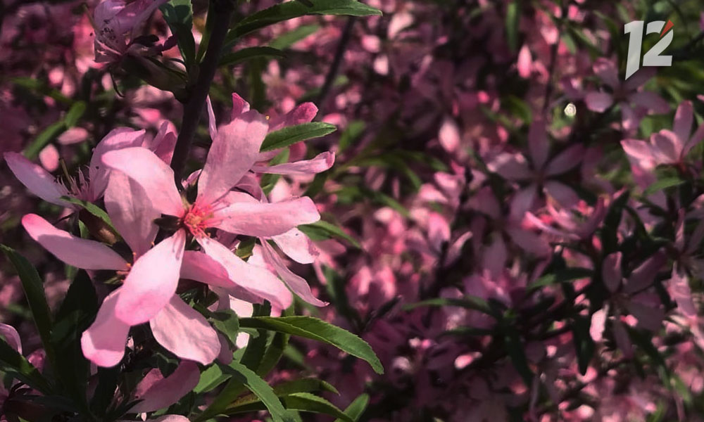 В Омске сквер на остановке «Городок Водников» обновят в этом году