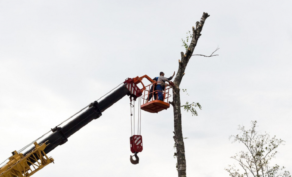Омский департамент городского хозяйства прокомментировал планы по сносу деревьев в 2021 году