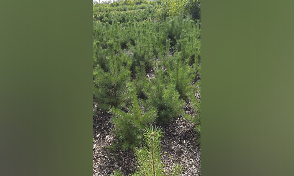 Сергей Шелест рассказал, какие деревья высадят в Омске в этом году
