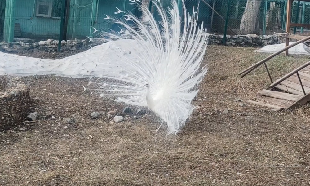 В Большереченском зоопарке показали белоснежных павлинов