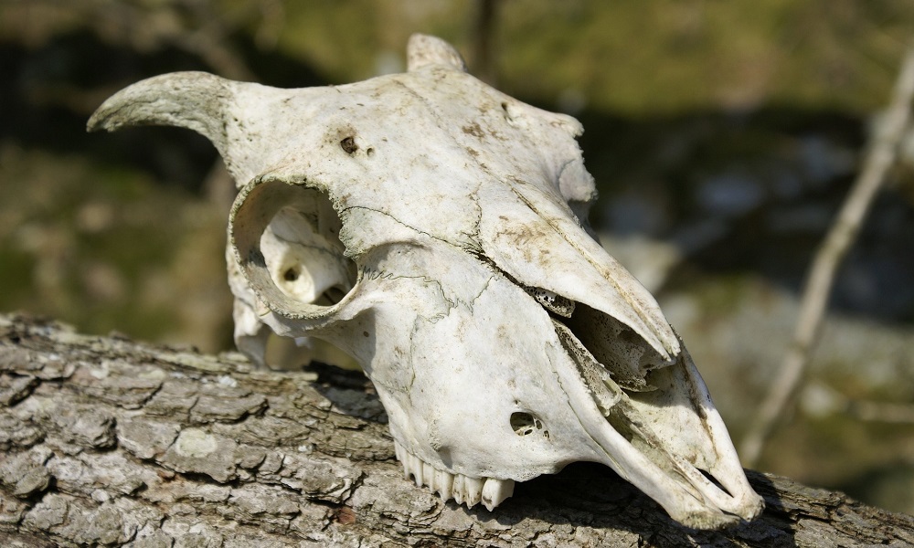 В Омске в прокуратуре проверили информацию о несанкционированной свалке черепов в Чукреевке