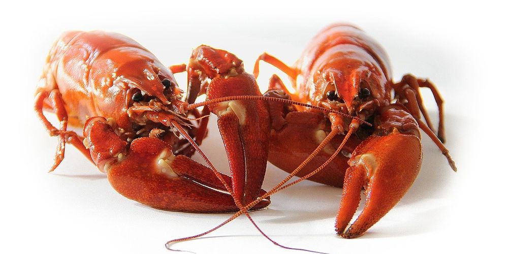 Омич выудил рака из Иртыша