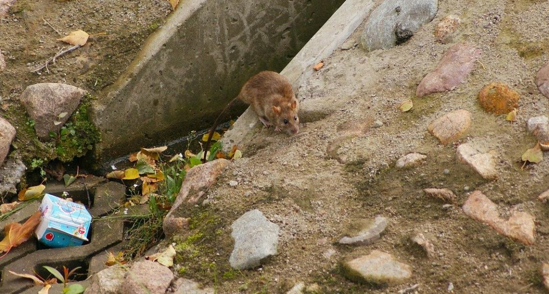 Жители Левобережья пожаловались на засилье крыс