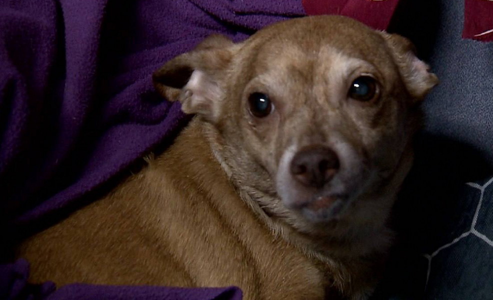 В пункт временного размещения усть-ишимцы могут взять с собой кошек и собак