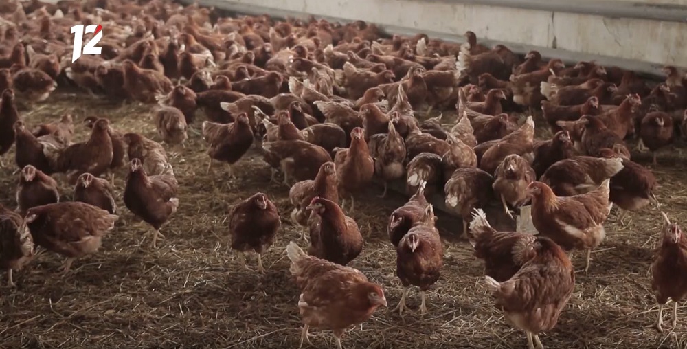 Александр Бурков снял карантин сразу с трёх населённых пунктов, где бушевал птичий грипп