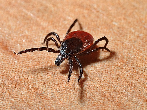 В Омской области зарегистрирован первый случай заболевания клещевым энцефалитом