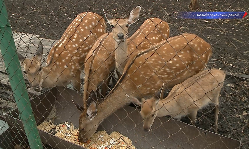 Омичи могут отвезти в Большереченский зоопарк овощи и фрукты с дачи