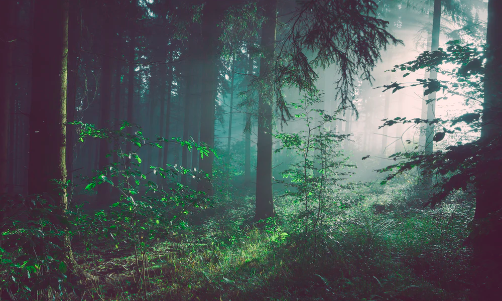 Мужчина, потерявшийся в лесу в Омской области, найден живым 